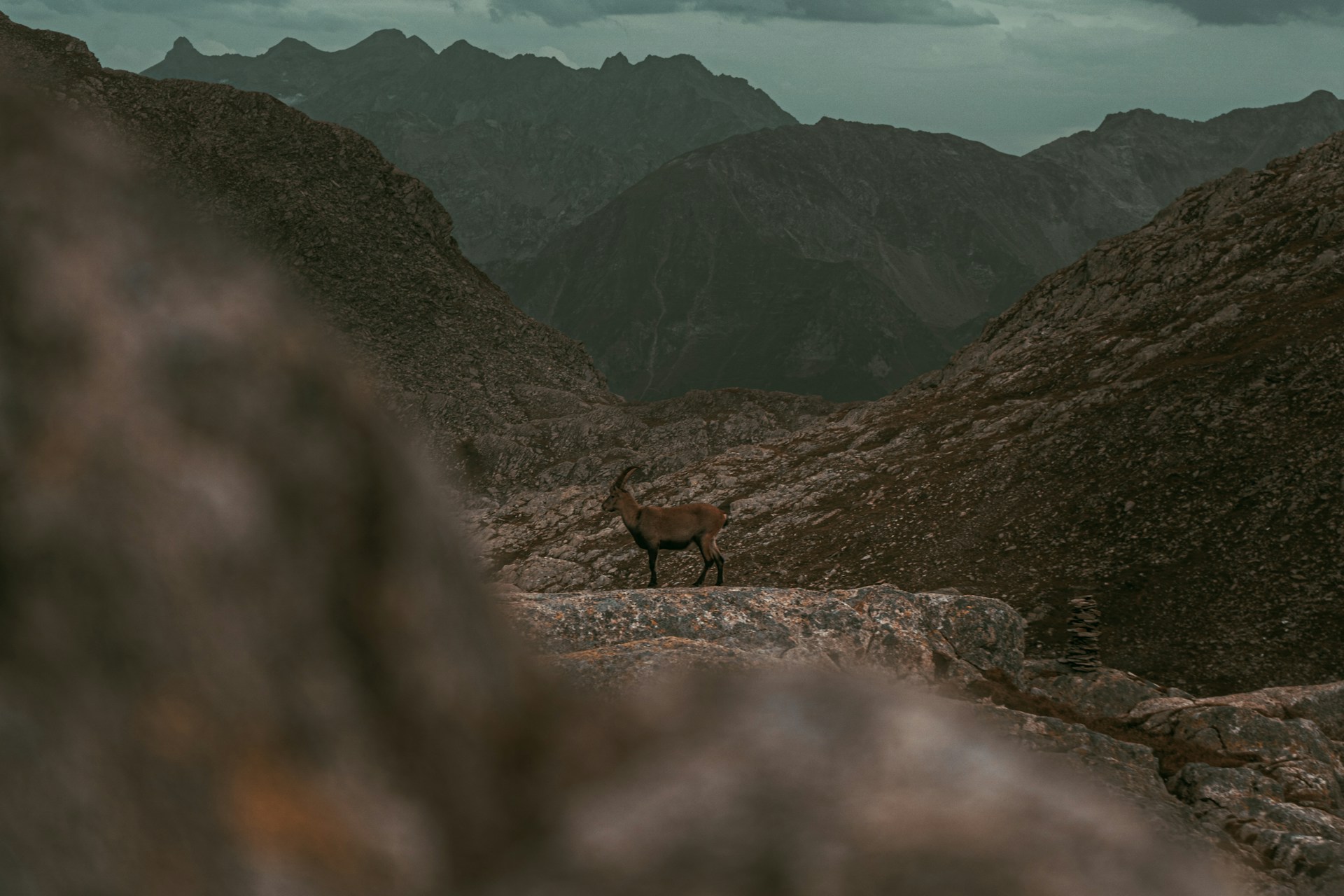 a deer walking on a rocky terrain