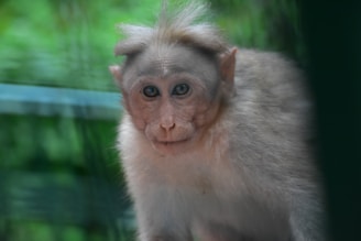 a monkey looking at the camera