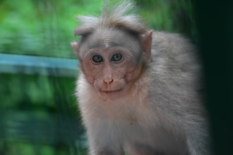 a monkey looking at the camera