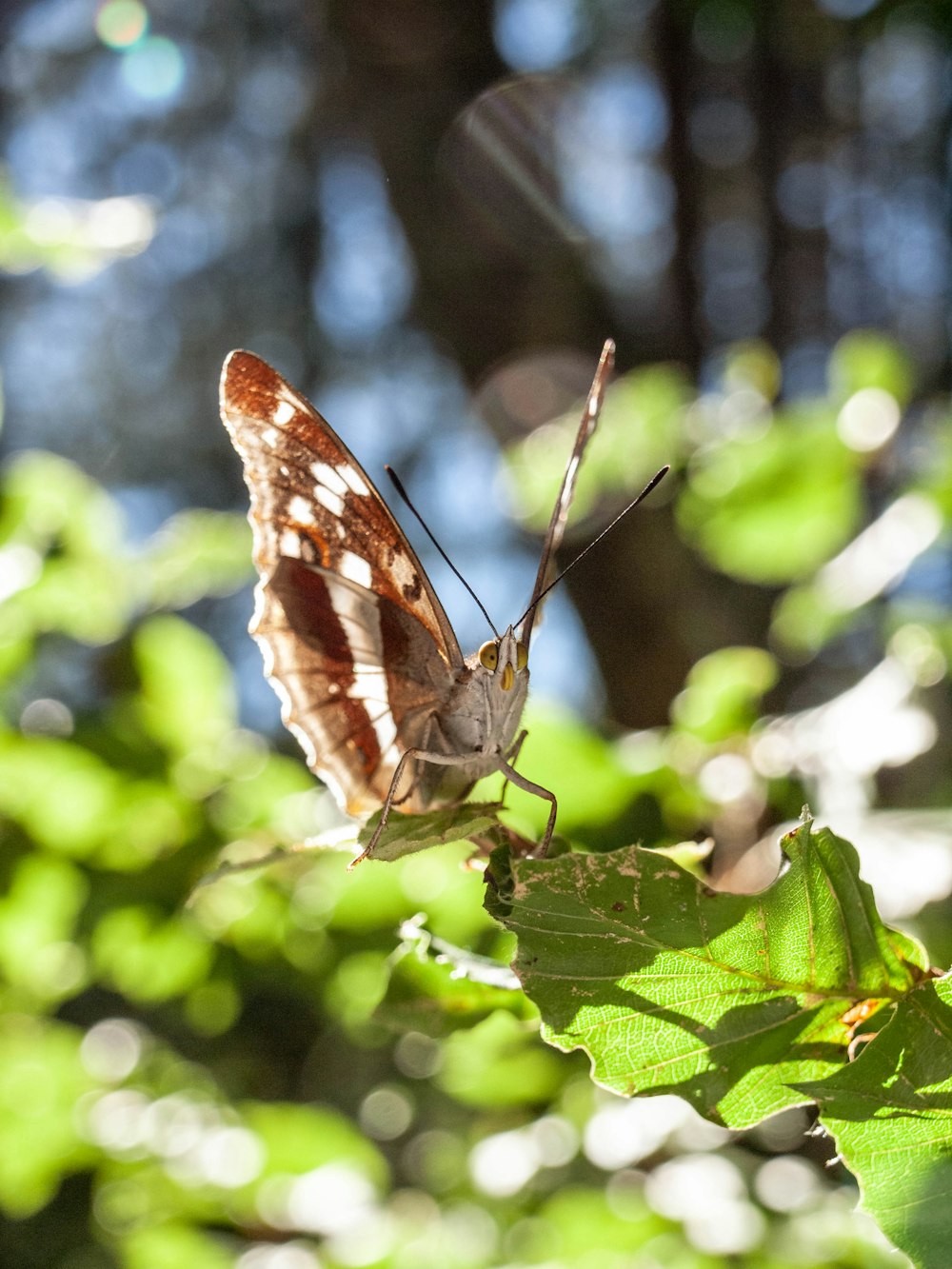 a butterfly on a leaf