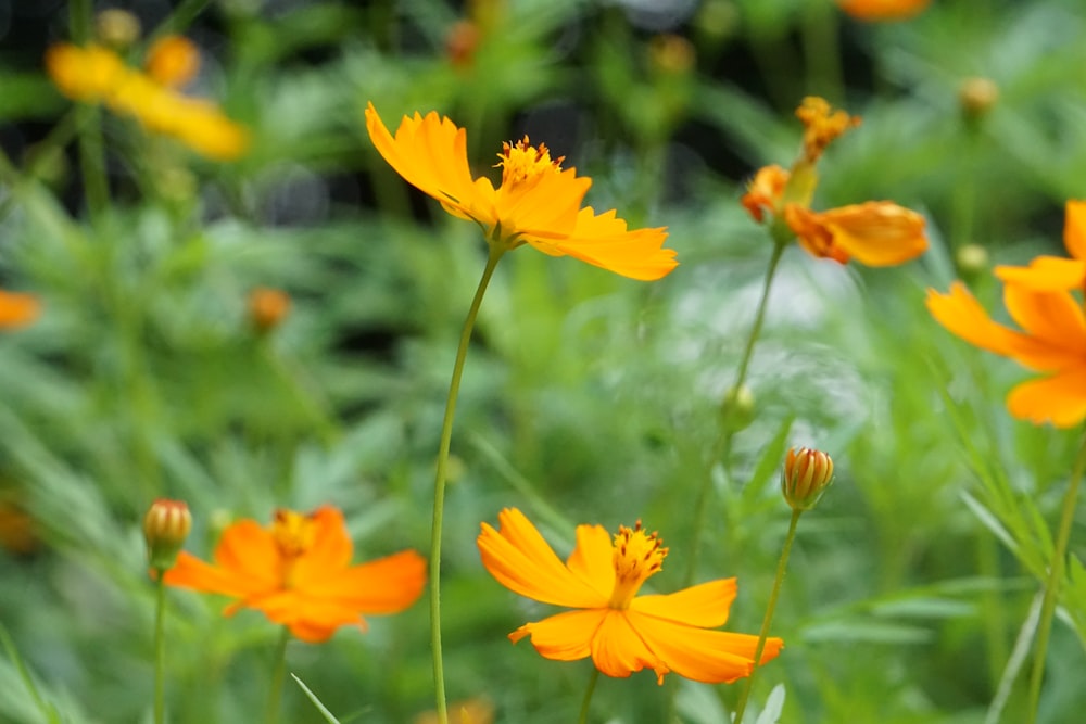 orange flowers with green stems