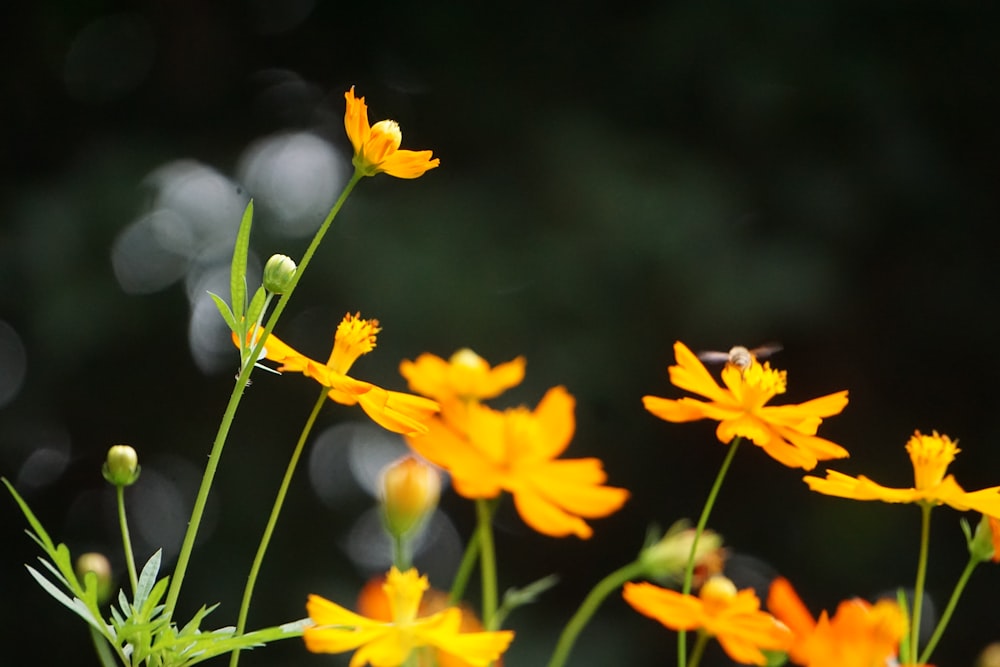 a group of yellow flowers