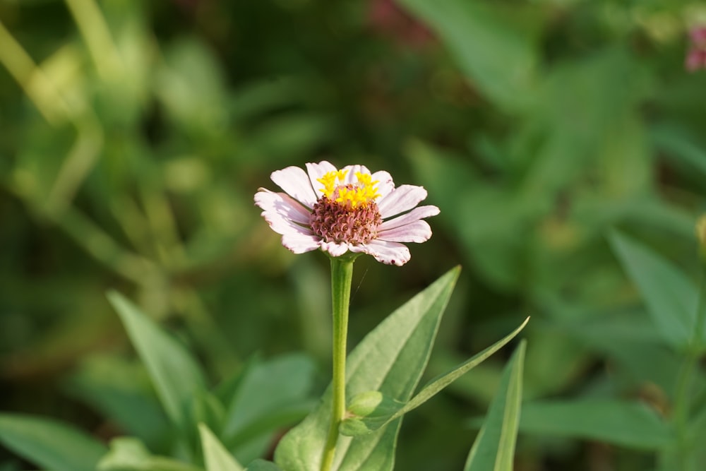 a flower with a yellow center