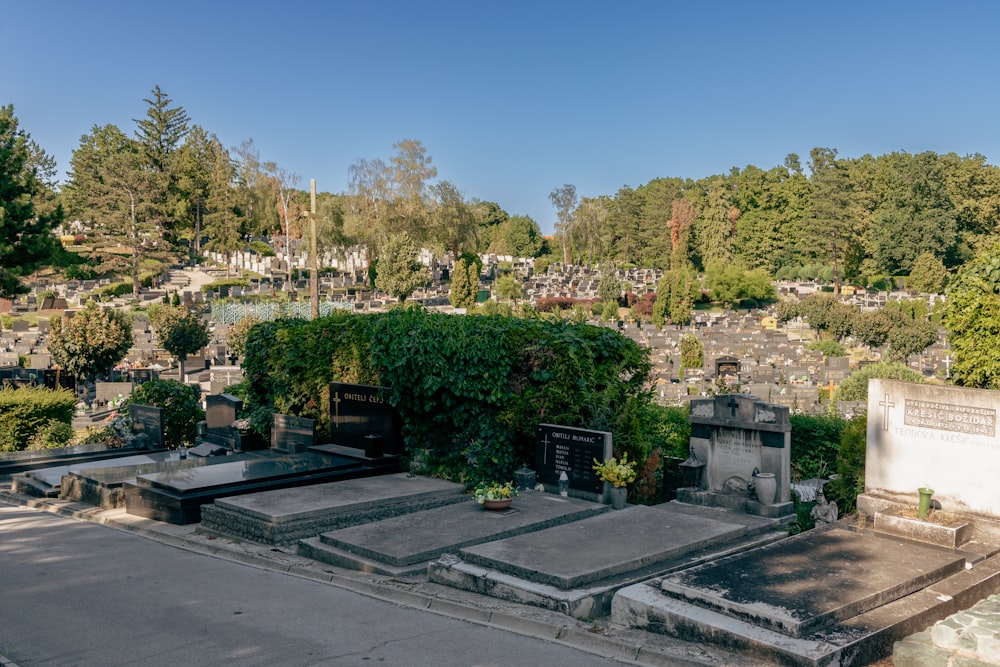 uma paisagem com árvores e arbustos