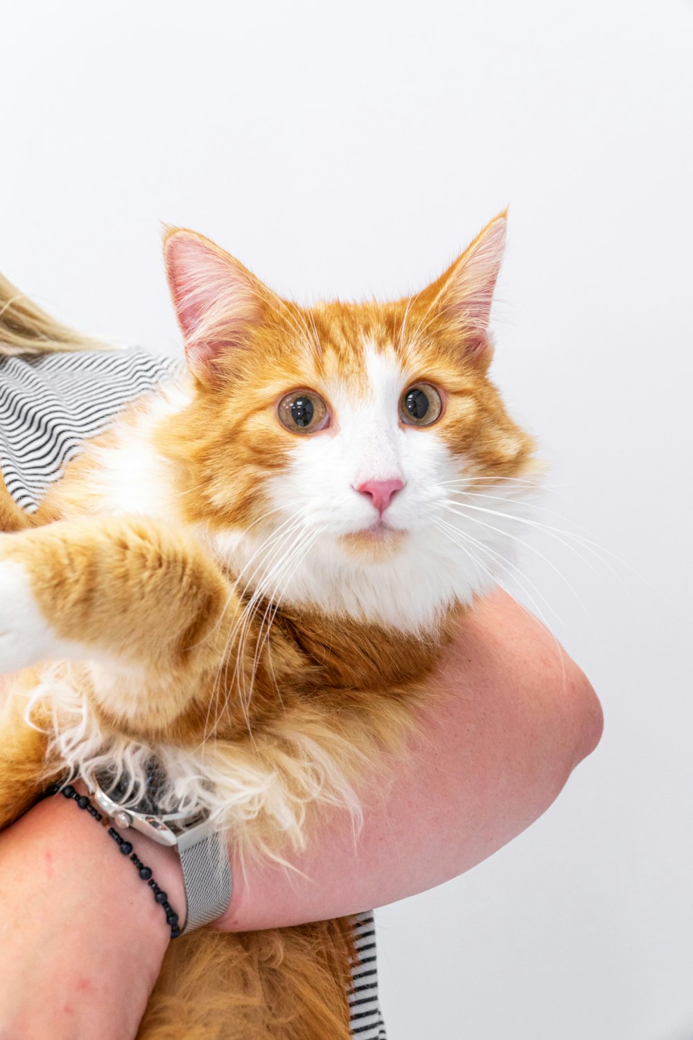 a person holding a cat