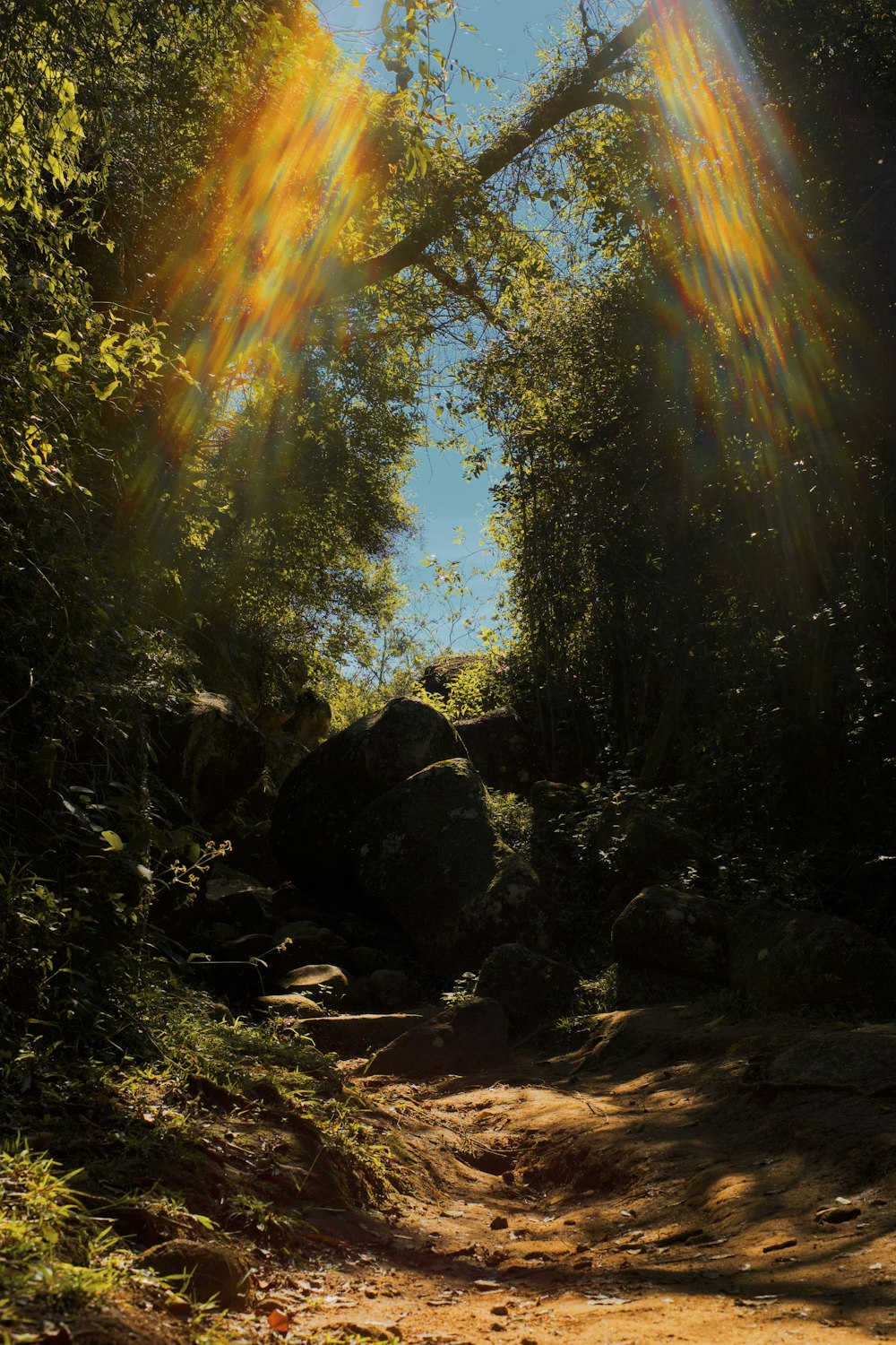 a rocky area with trees and sunlight