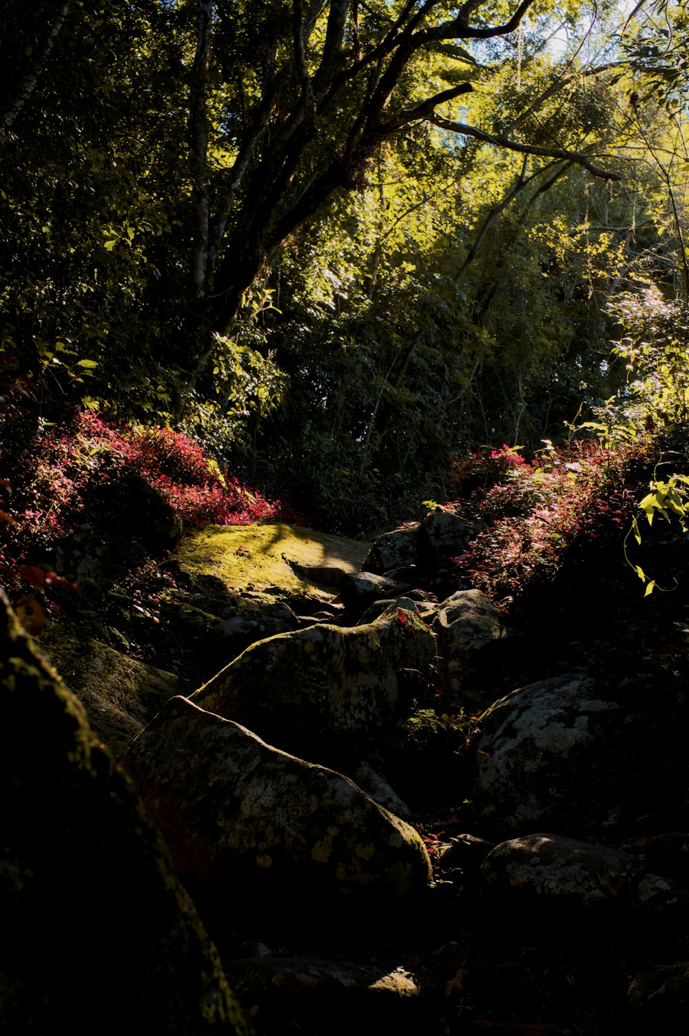 a rocky area with trees in the background