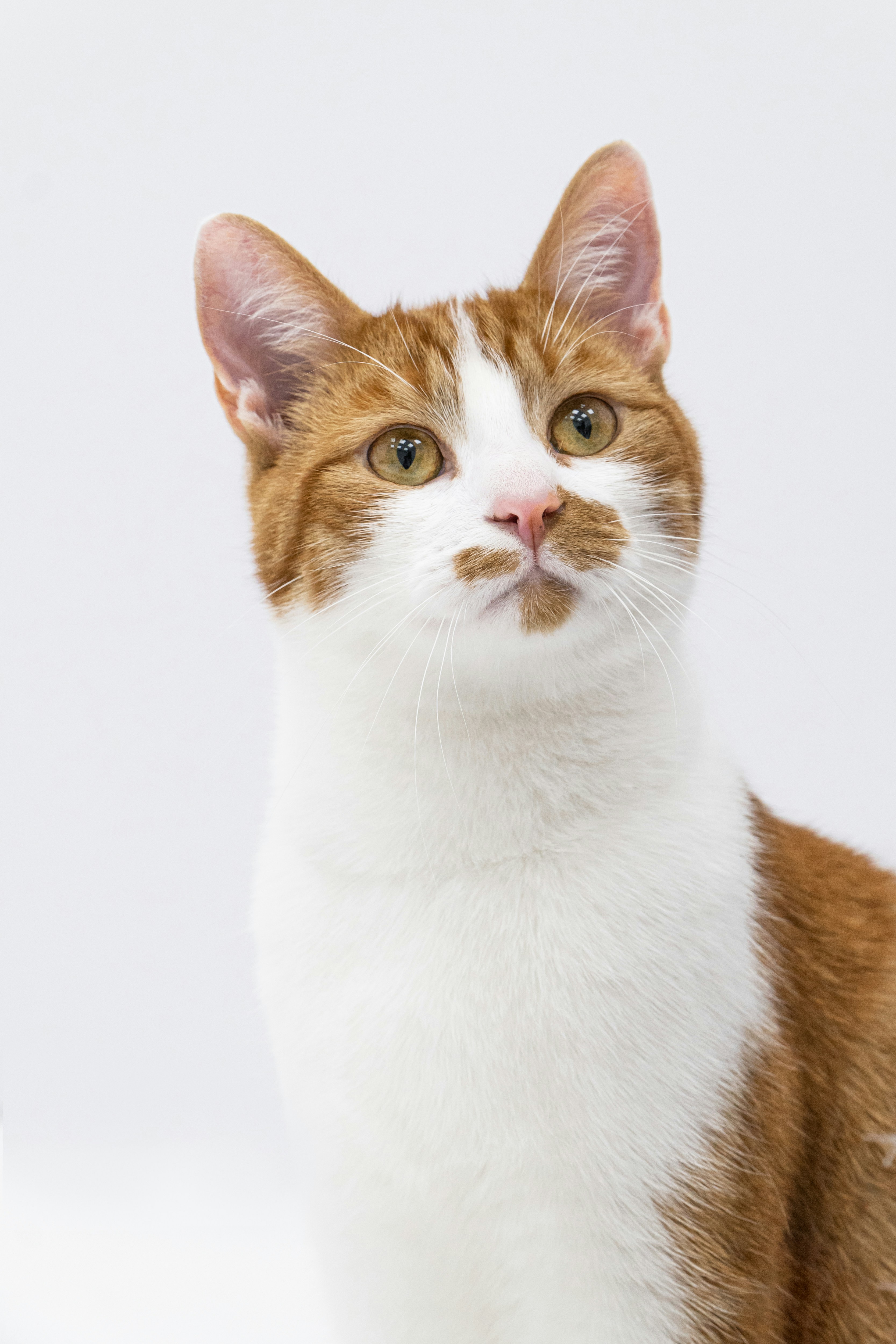 Alternatieve plantopties die ‍veilig⁣ zijn voor katten