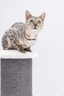 A spotted cat with green eyes perches atop a tall, cylindrical cat scratching post wrapped in grey sisal rope, against a plain white background.