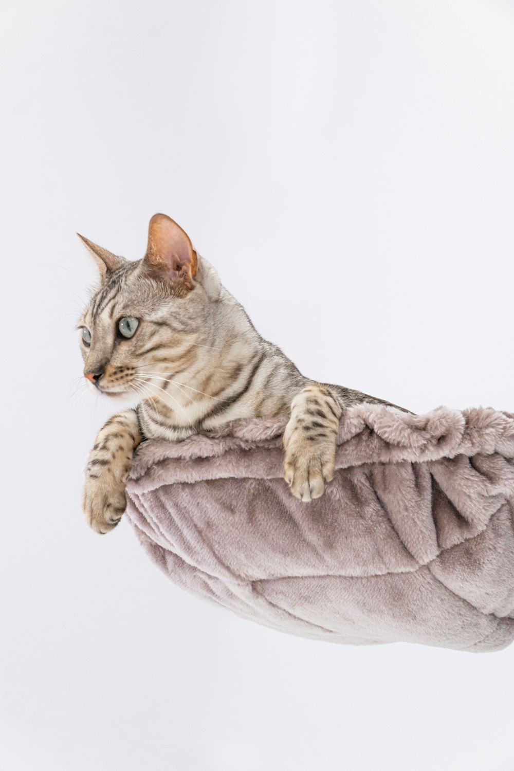 毛布の上に横たわる猫