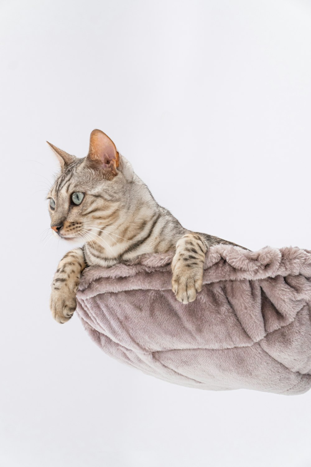 a cat lying on a blanket