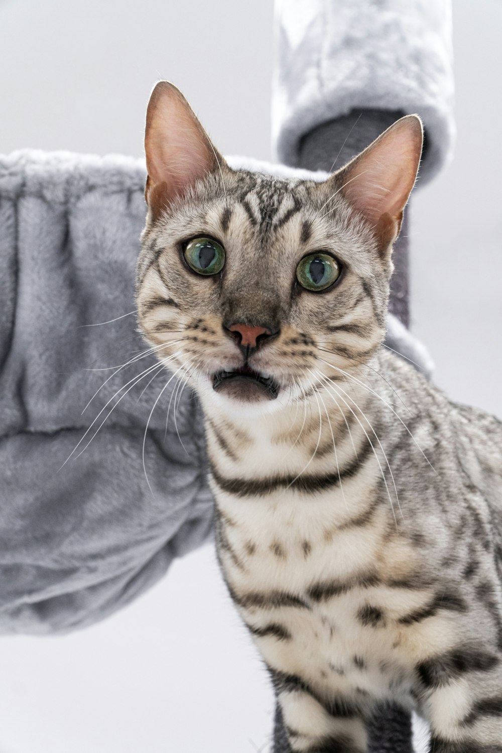 un chat allongé sur une couverture