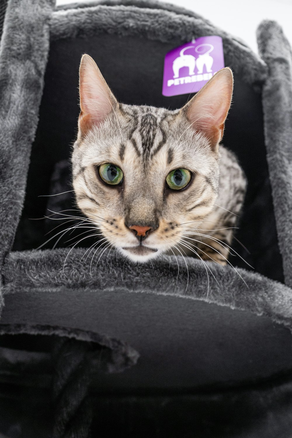 a cat with a sticker on its head