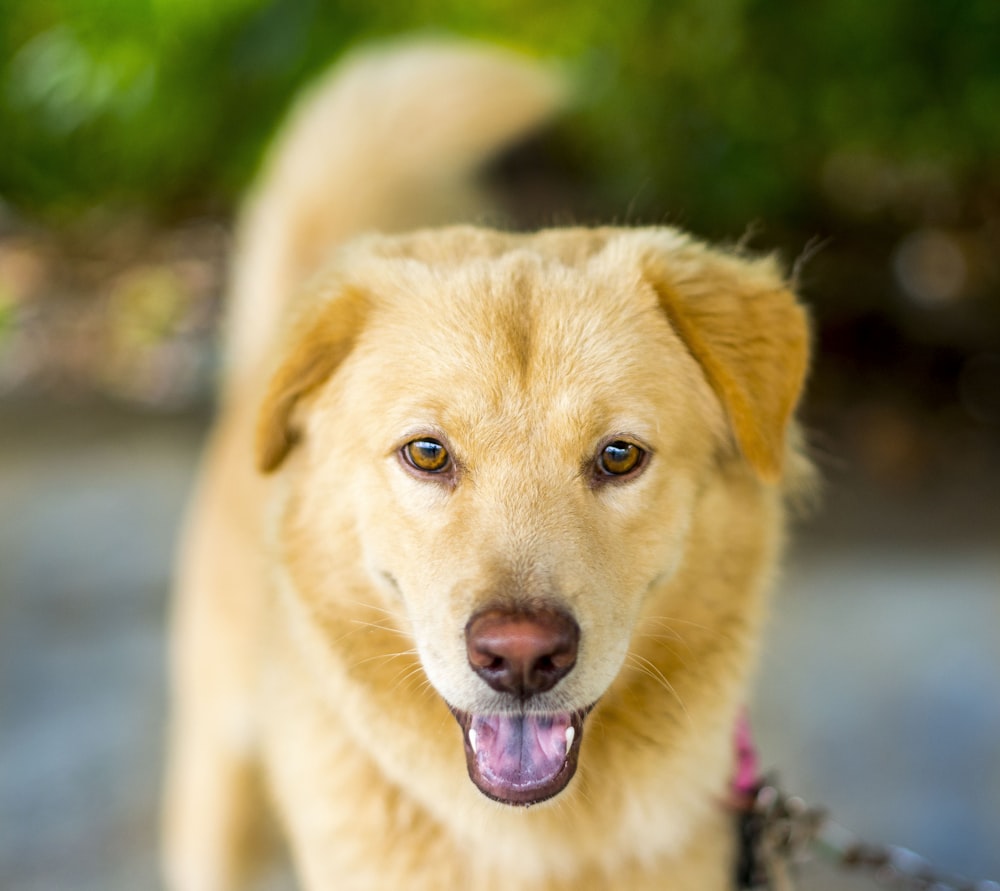 a dog with its tongue out