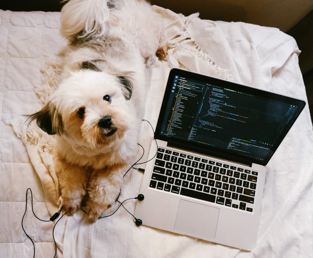 a dog lays next to a laptop