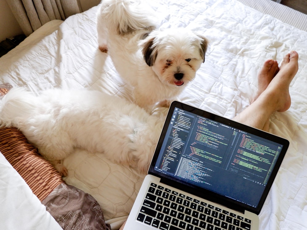 a dog laying on a bed next to a laptop