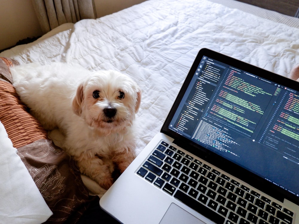 a dog lays on a bed next to a laptop