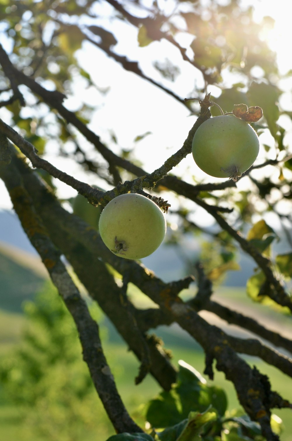 a tree with fruit growing on it