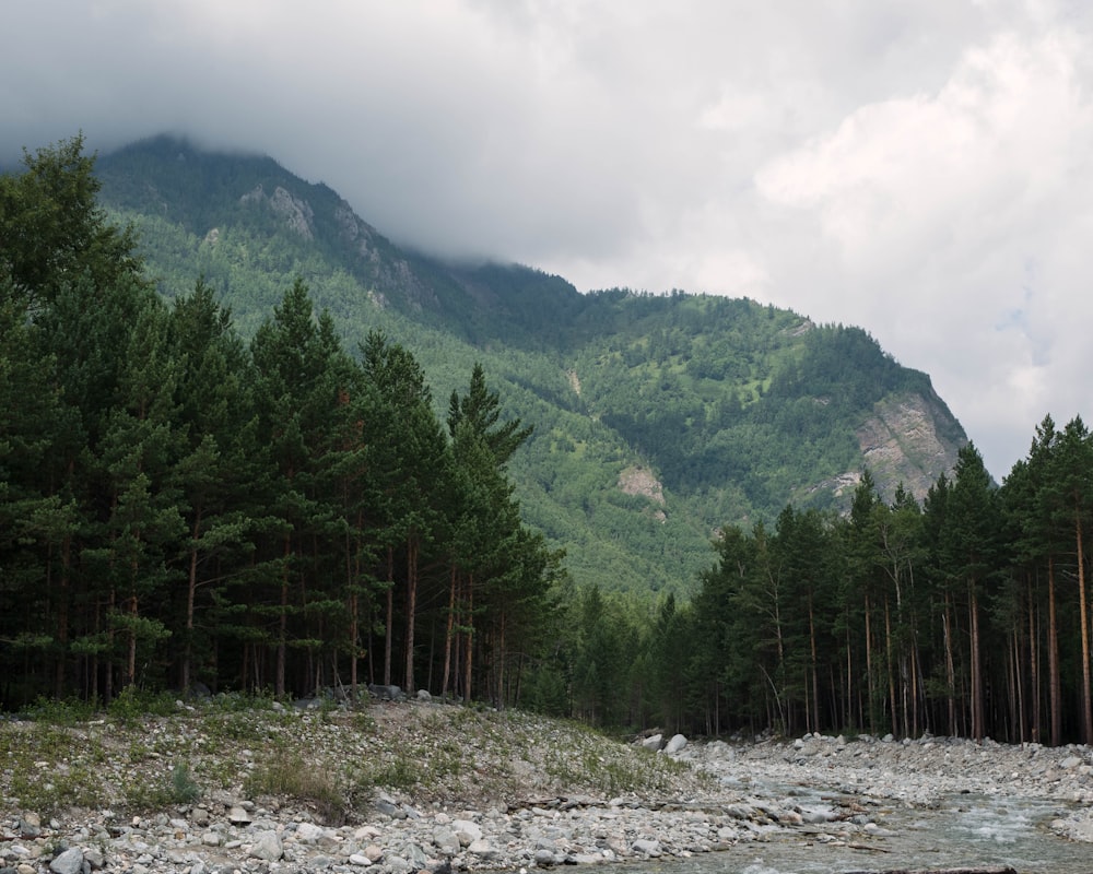 a rocky area with trees and mountains in the background