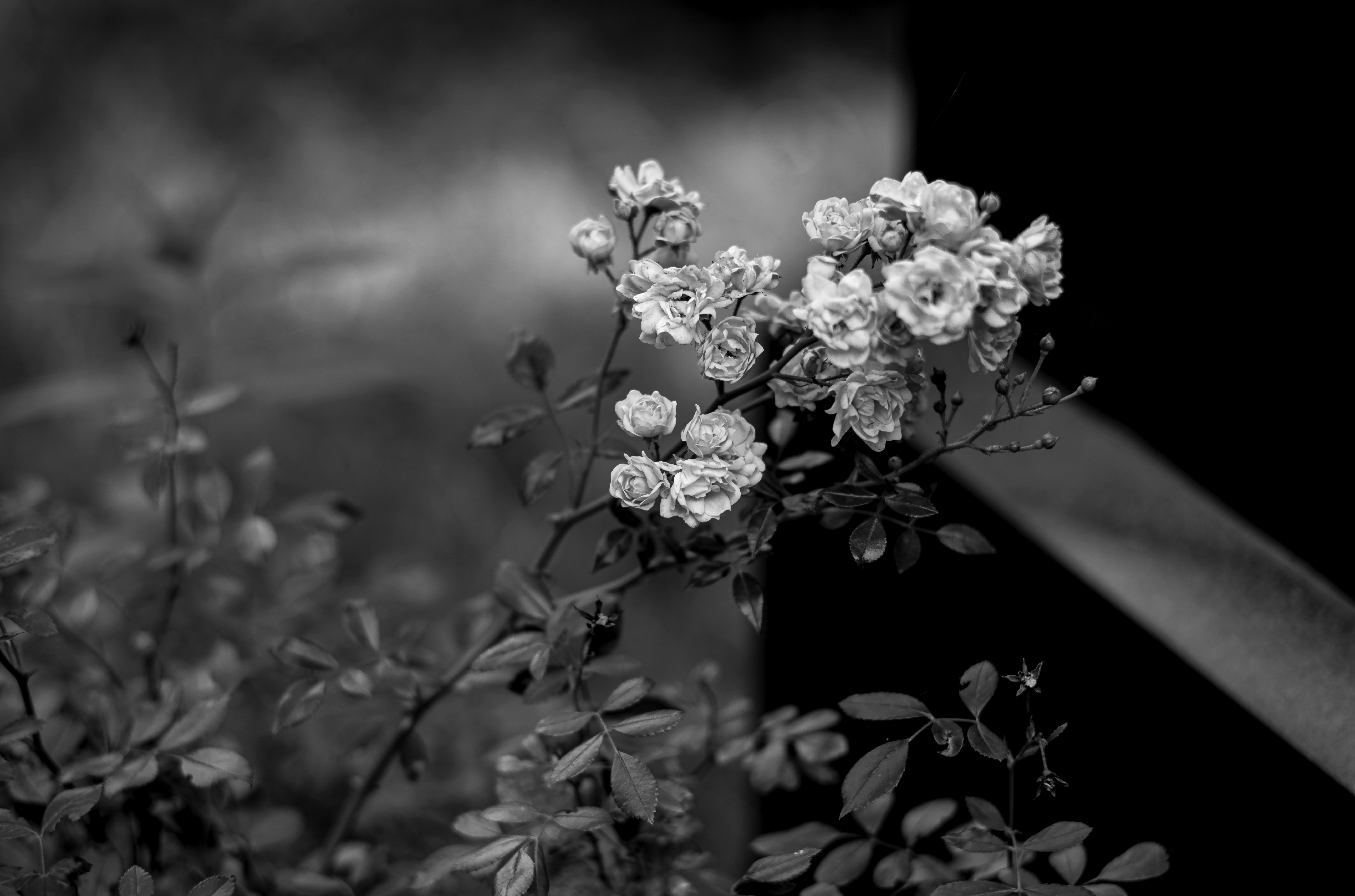 Photo by dieter_muenchen