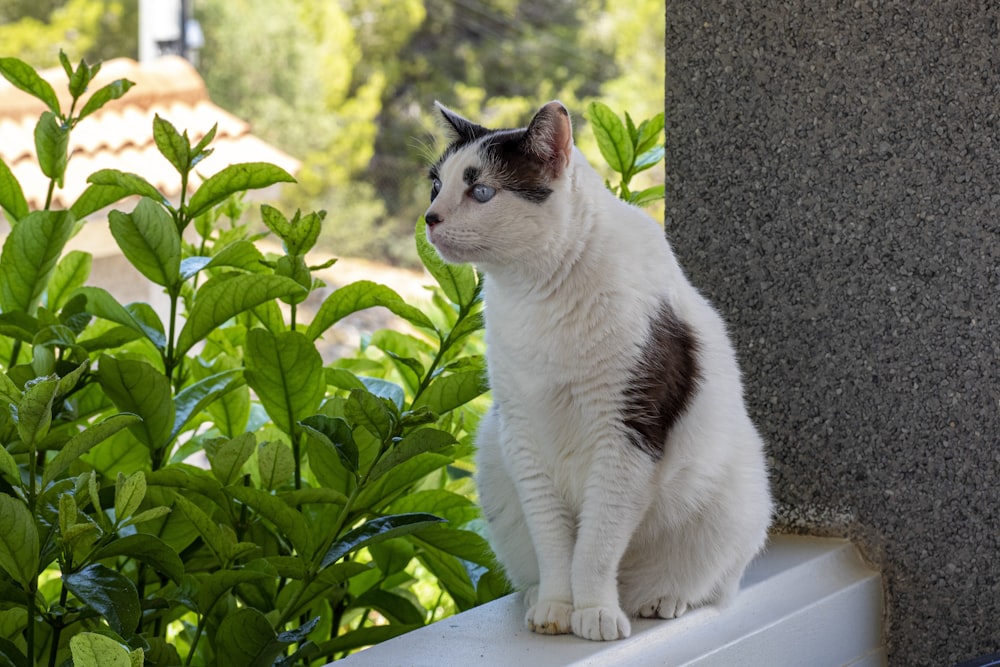 a cat sitting on a ledge