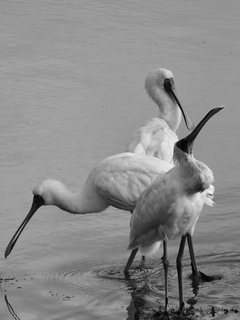 a group of birds stand in the water