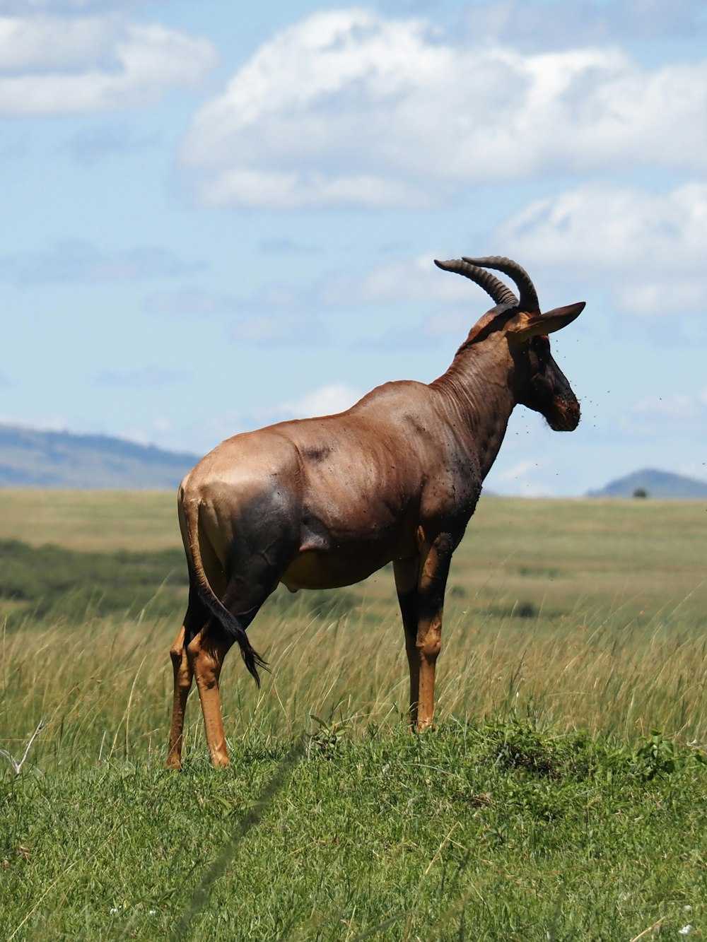 a goat standing in a field