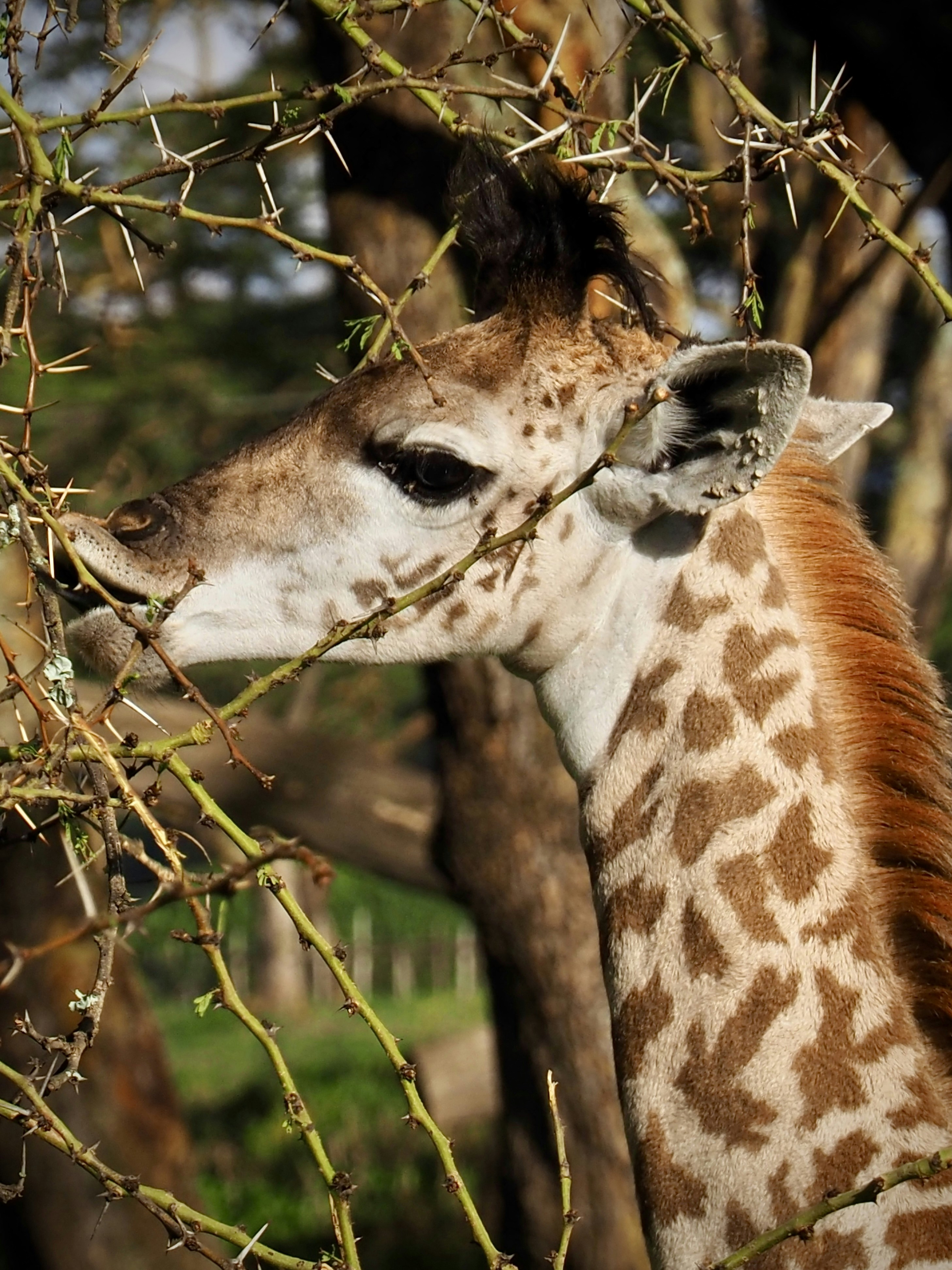 Une girafe mangeant des feuilles photo – Image gratuite de Animal sur  Unsplash, image size:3000x4001