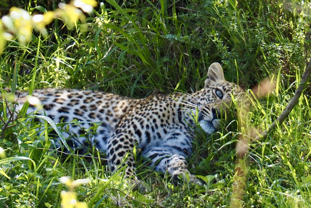 a leopard in the grass
