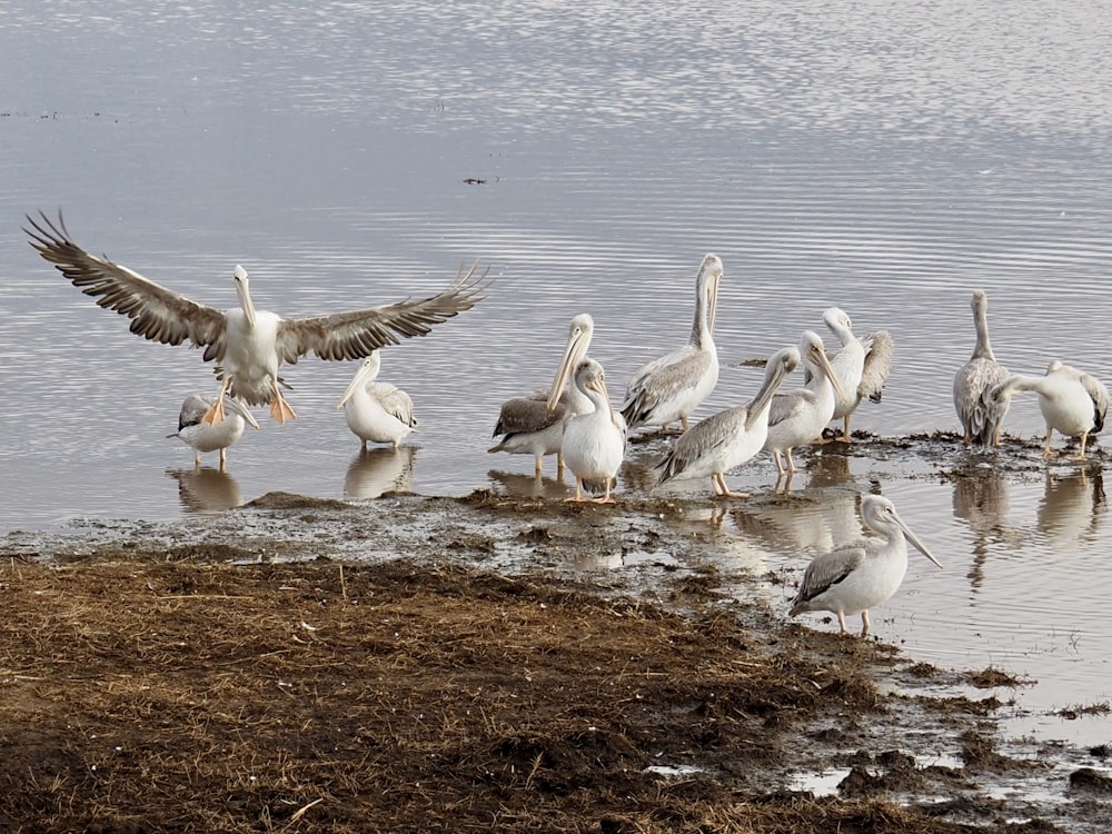 a group of birds on the shore