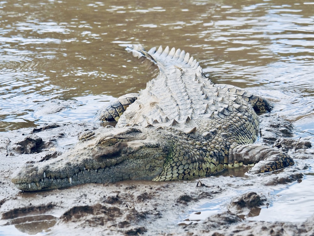 a crocodile lying on the ground