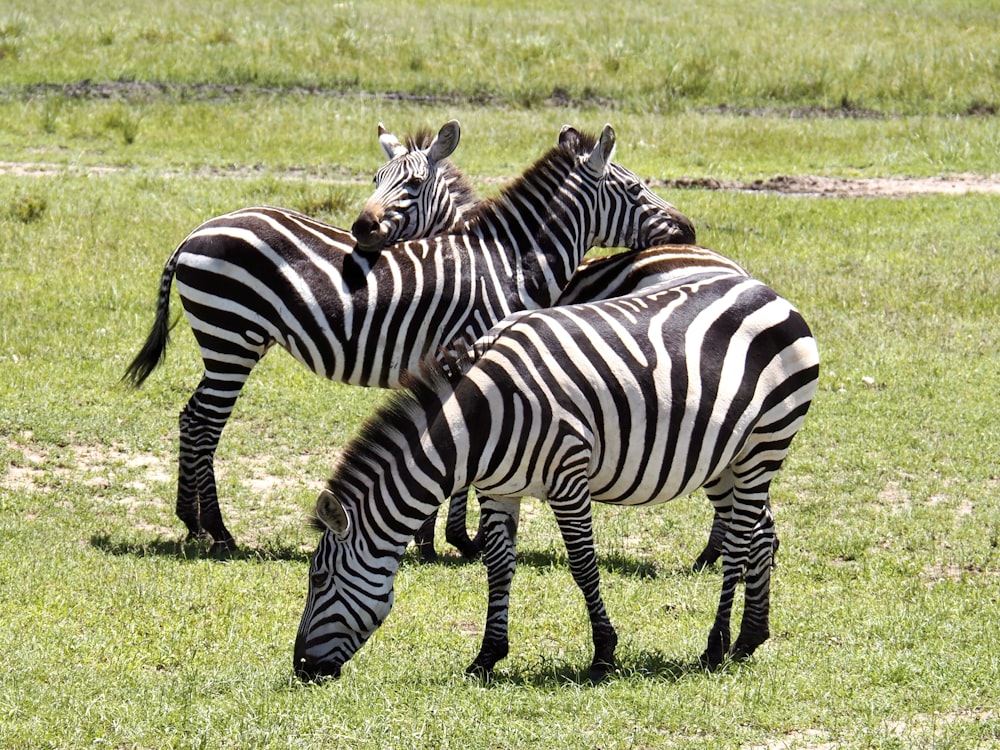 zebras standing in the grass