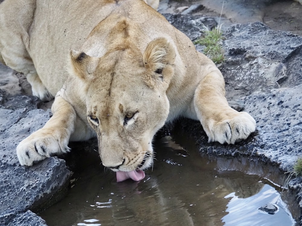a lion drinking water
