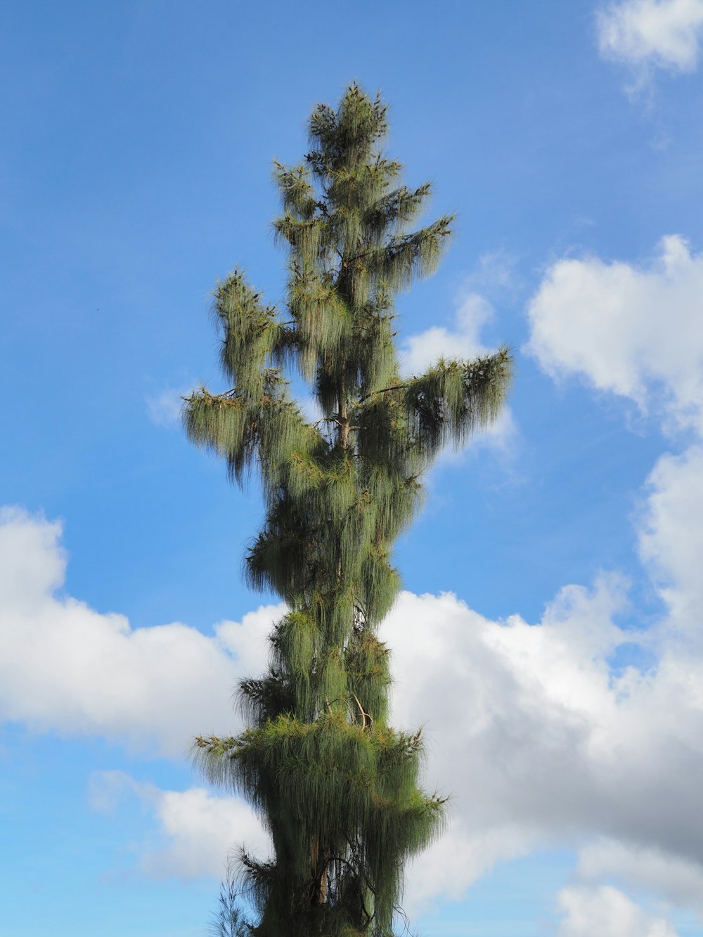 a tall tree with a blue sky
