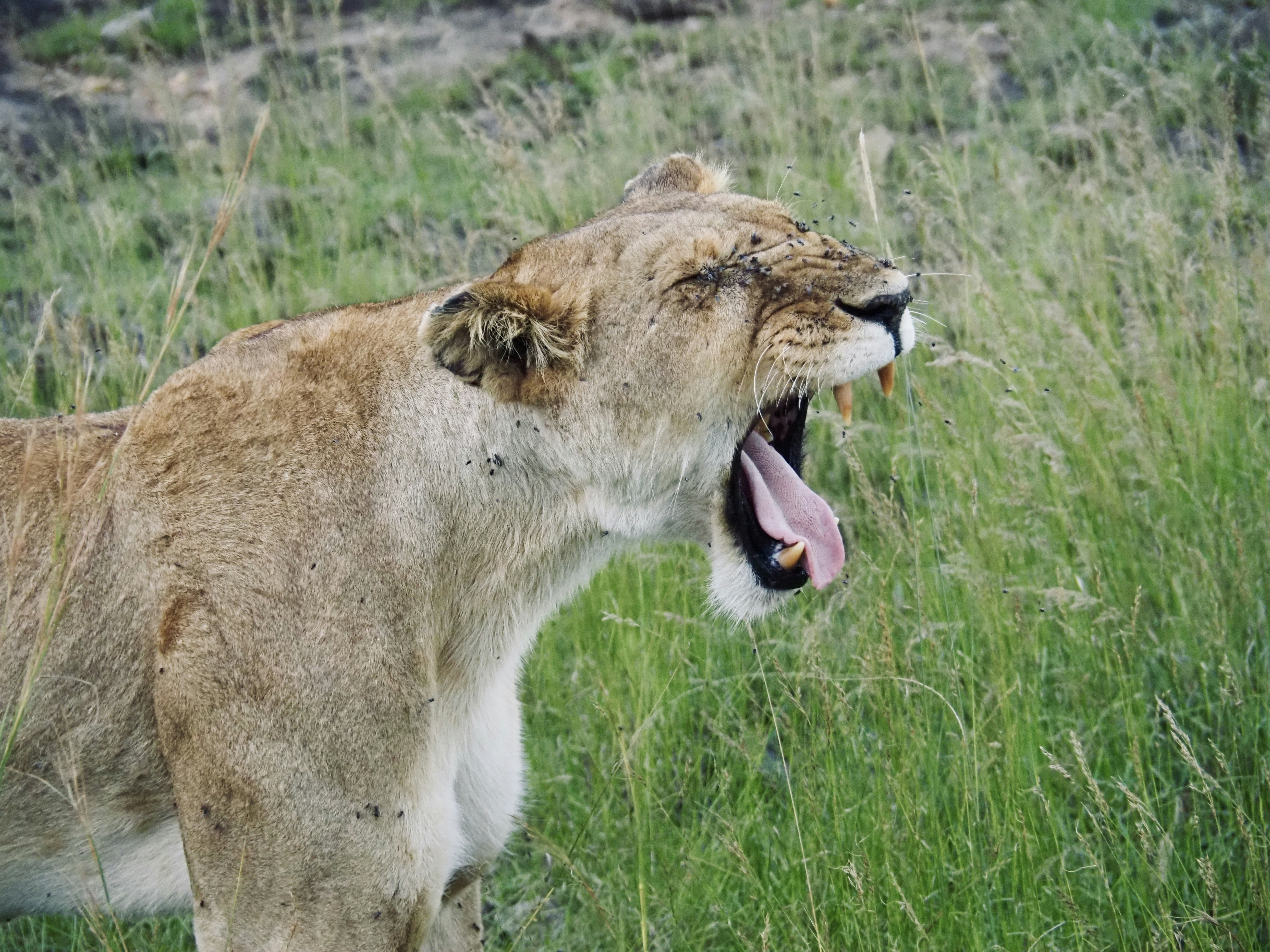a lion with its mouth open