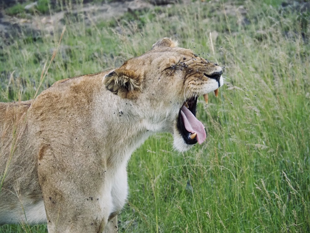 a lion with its mouth open