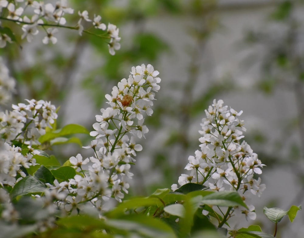 a close up of white flowers