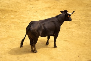 A black bull with prominent horns stands on a sandy or dirt-covered ground. The animal is facing slightly away, revealing its strong muscular build and focused posture. The scene is well-lit, highlighting the bull's shiny coat.