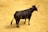A black bull with prominent horns stands on a sandy or dirt-covered ground. The animal is facing slightly away, revealing its strong muscular build and focused posture. The scene is well-lit, highlighting the bull's shiny coat.