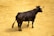 A black bull with prominent horns stands on a sandy or dirt-covered ground. The animal is facing slightly away, revealing its strong muscular build and focused posture. The scene is well-lit, highlighting the bull's shiny coat.