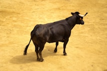 A black bull with prominent horns stands on a sandy or dirt-covered ground. The animal is facing slightly away, revealing its strong muscular build and focused posture. The scene is well-lit, highlighting the bull's shiny coat.