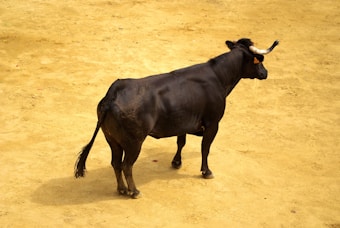 A black bull with prominent horns stands on a sandy or dirt-covered ground. The animal is facing slightly away, revealing its strong muscular build and focused posture. The scene is well-lit, highlighting the bull's shiny coat.