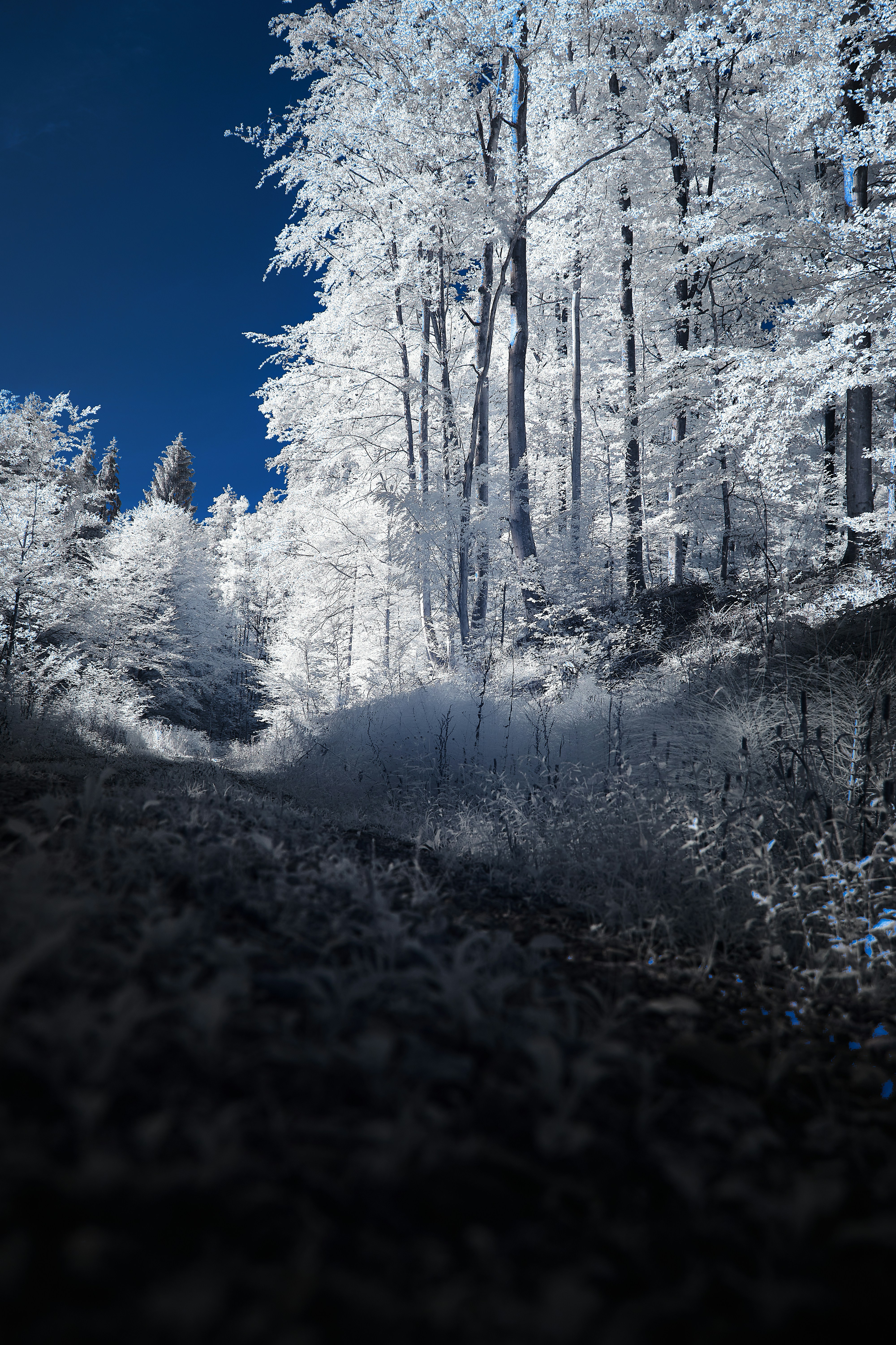 Photo by wolfgang_hasselmann