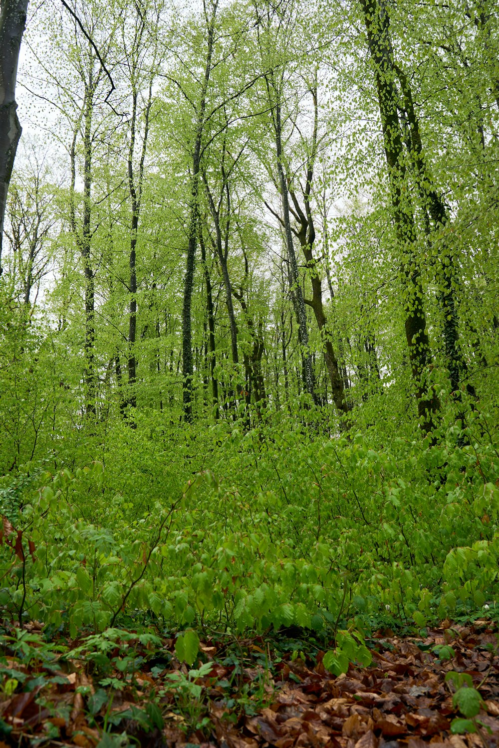 a forest of trees