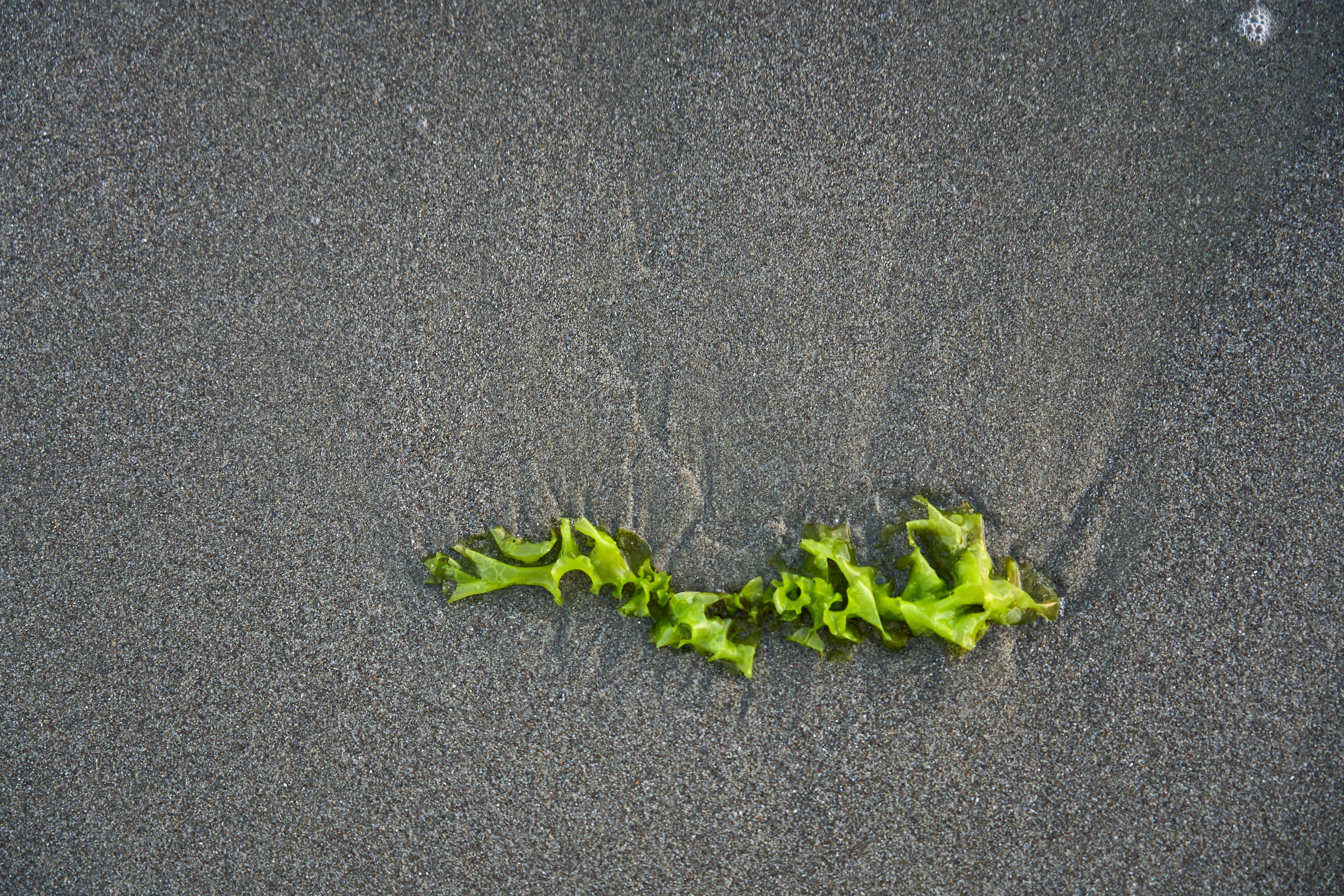 Photo by wolfgang_hasselmann