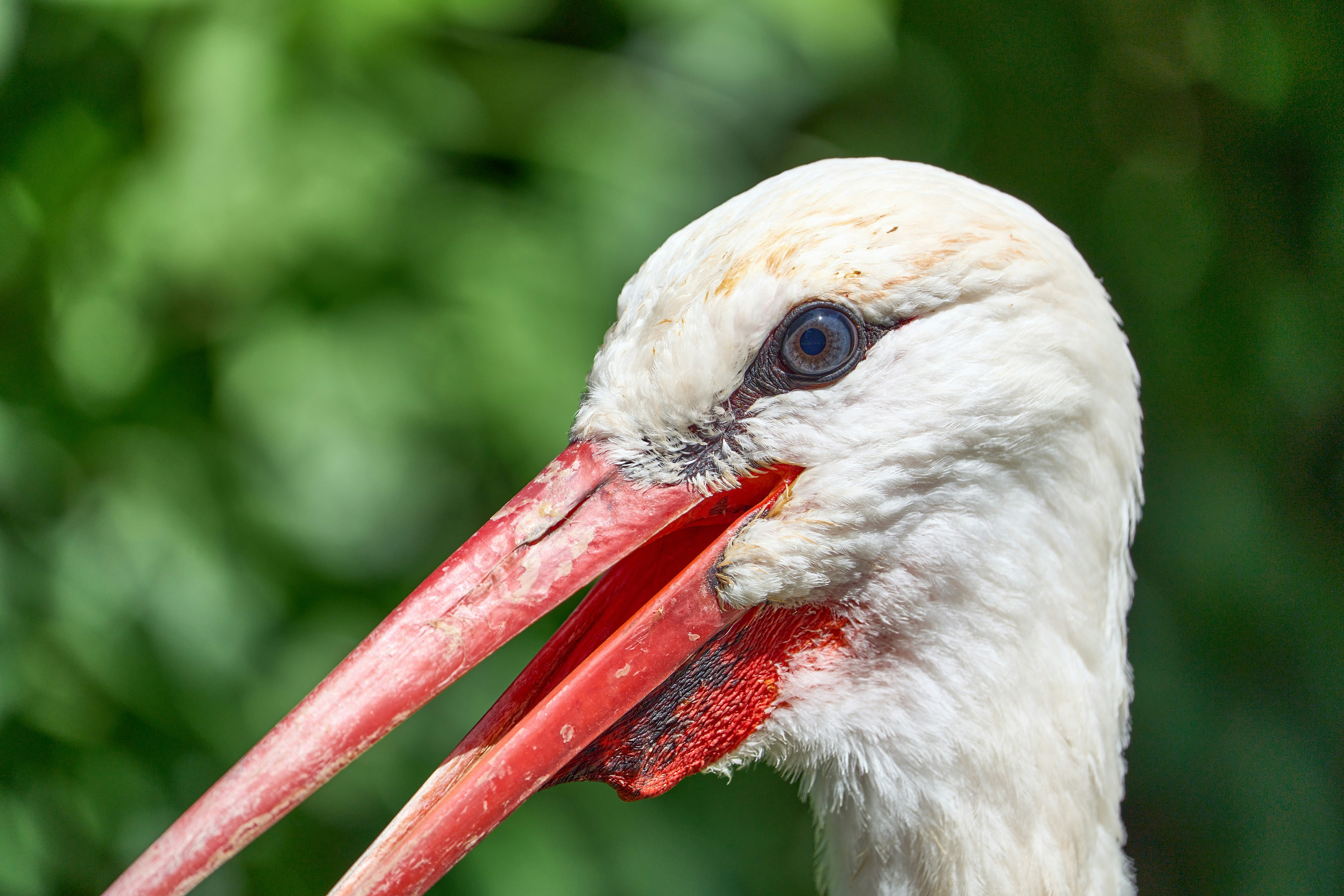 Photo by wolfgang_hasselmann