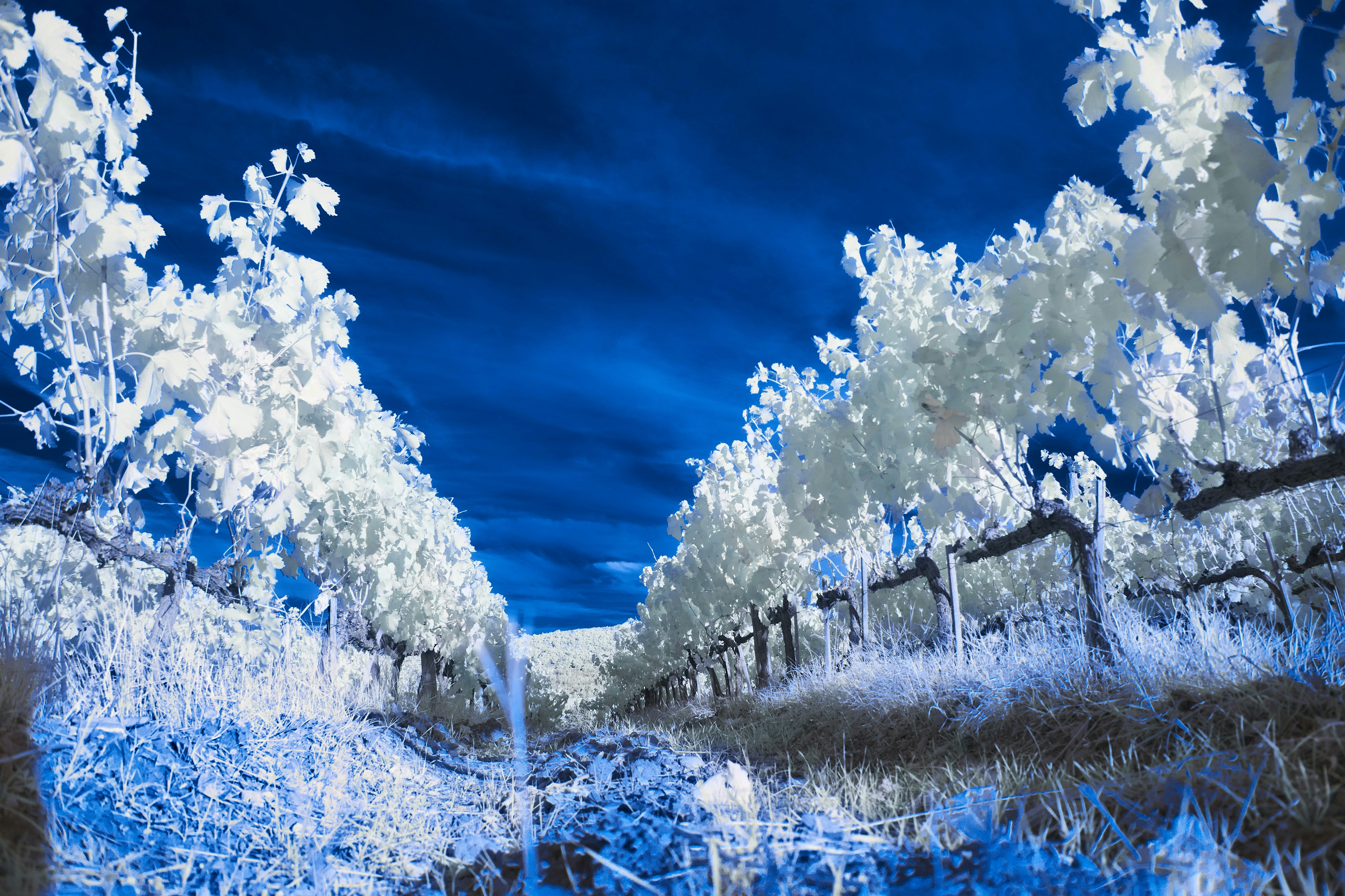 Photo by wolfgang_hasselmann