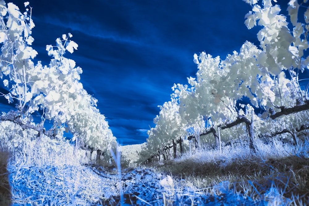 a field of snow with trees in the background