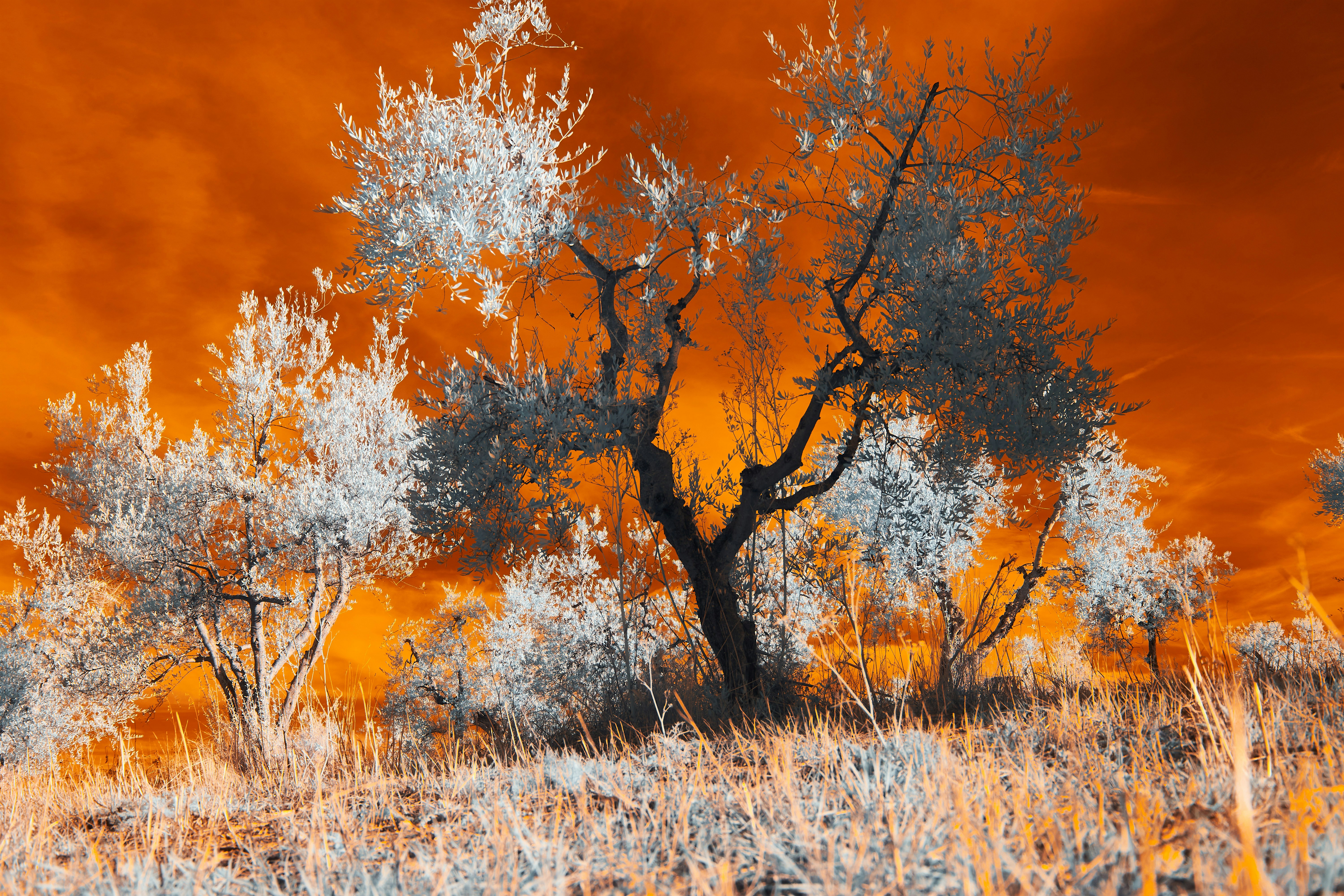 Photo by wolfgang_hasselmann