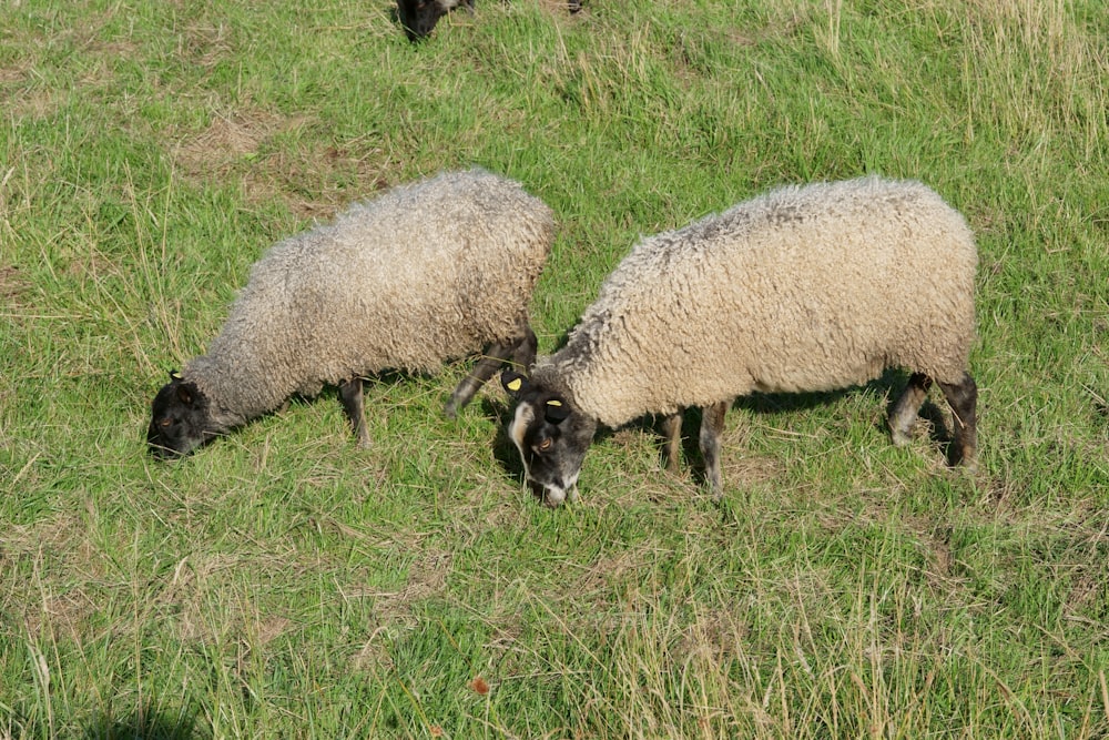 sheep grazing in the grass